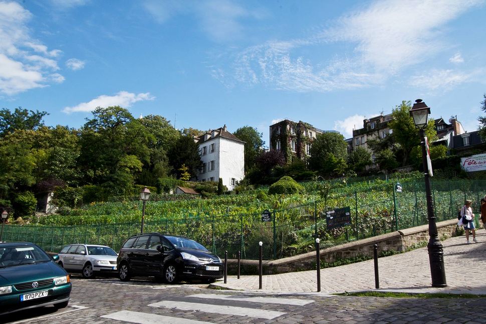 vignes-montmartre